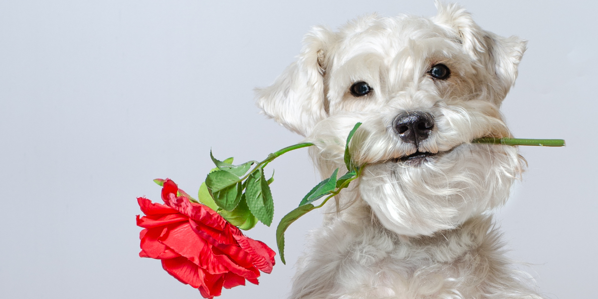 Celebrate Valentine’s Day with Your Pet at Steinhauser’s! Celebrate Valentine’s Day with Your Pet at Steinhauser’s!