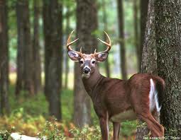 wildlife feeds 