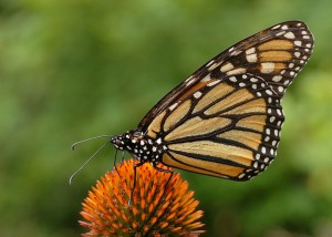 800px-Monarch_Butterfly_Danaus_plexippus_on_Echinacea_purpurea_2800px
