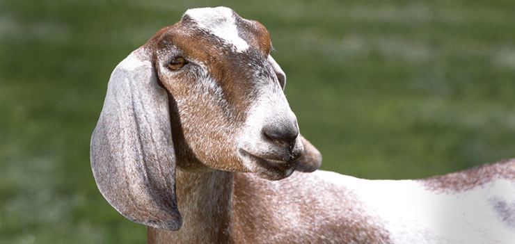 Preparing Your Goats for the Winter Months Ahead