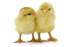 baby chicks for 2021 Alvin Chick Fall Deliveries