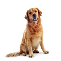 Traveling with Your Pet