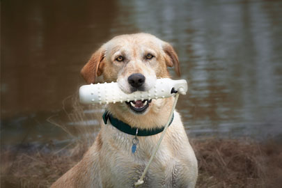 Clear the Shelters Day - August 18th