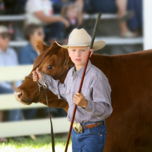 7 Stock Show Preparation Tips