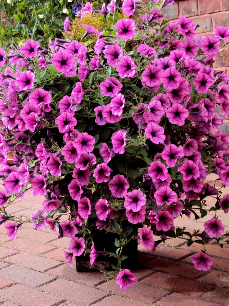 April Gardening Tips