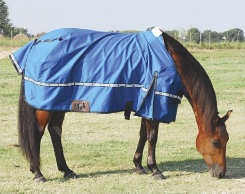 How to Put a Horse Blanket On