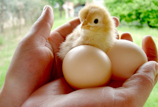Brookshire Store Chick Delivery Dates