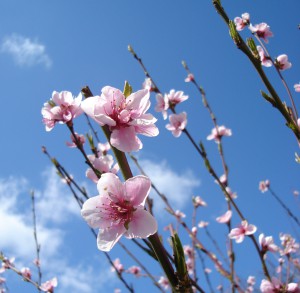 Pinkflowers