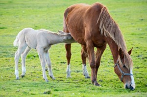 LactatingMareAndFoal