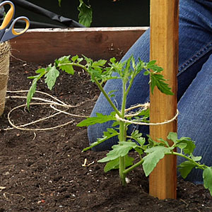 stake tomatoes