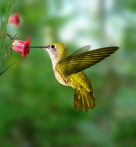 attract hummingbirds
