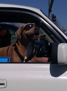 Traveling Tips for Your pet