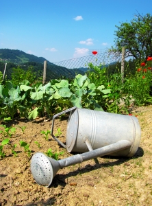 watering-can-1307758-m