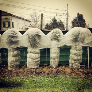 Winter Garden