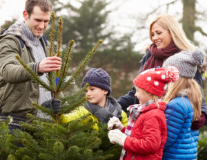 5 Tips For Caring For Fresh Cut Christmas Tree