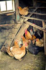 Chickens new home