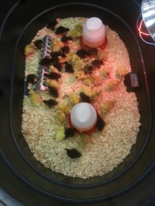 raising chickens