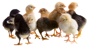 2-3 Week Old Chicks