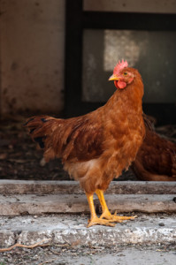 Molting