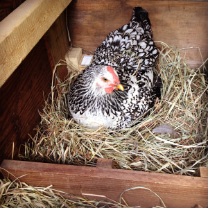 Egg Production