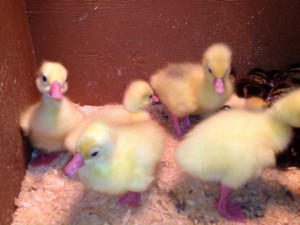 baby chicks and ducks