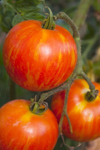 Heirloom tomato growing on the plant