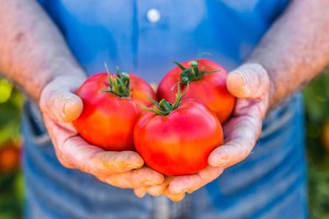 Hybrid vs. GMO