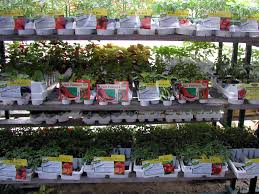 bonnie plants