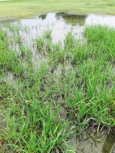 Wet Weather Lawn Care