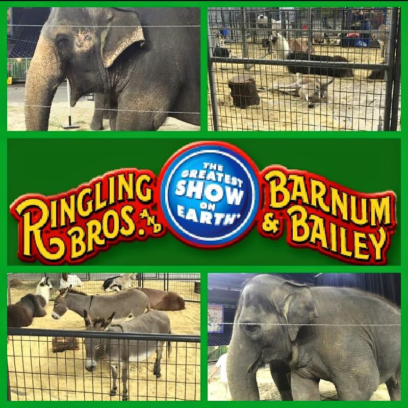 Alvin Location Teams up with Ringling Brothers Circus Steinhauser's