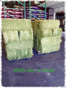 Alfalfa Hay