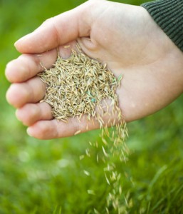 Rye Grass Seed