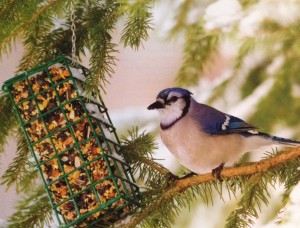 Here are proven tips and techniques to help you start feeding wild birds found around your home. Shop Berend Bros. for wild bird seed.