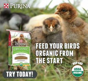 purina organic chicken feed