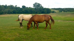 deworming horses