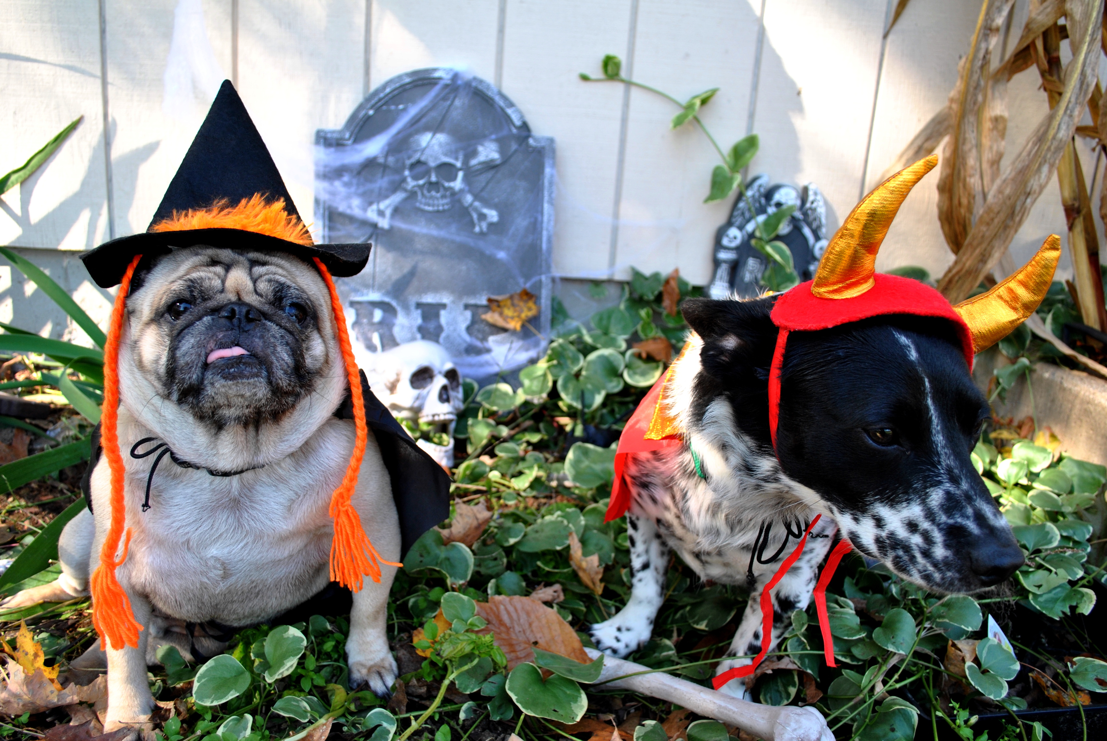 Halloween safety