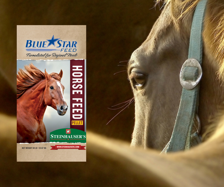 blue star horse feed