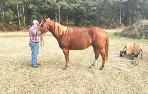 Rescue Horse