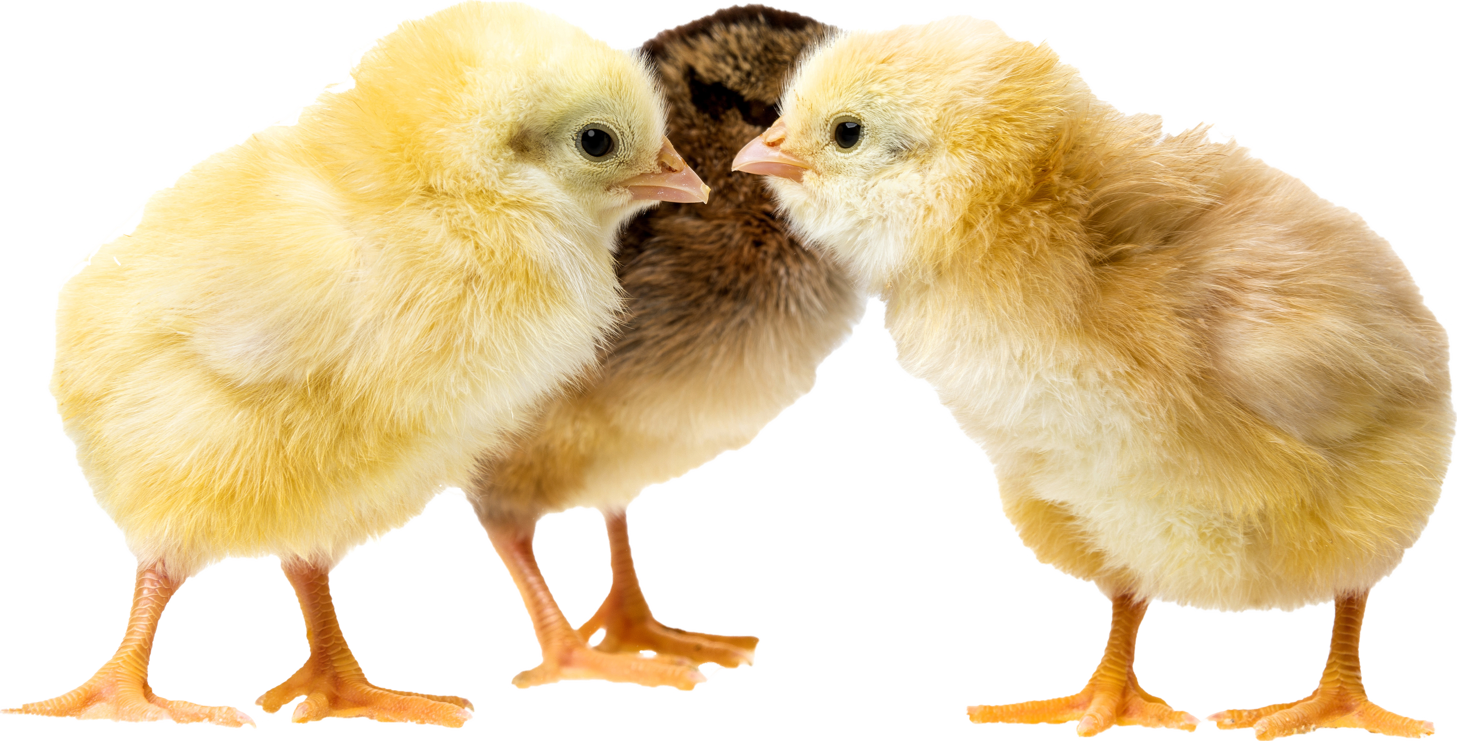 Chicken Chat