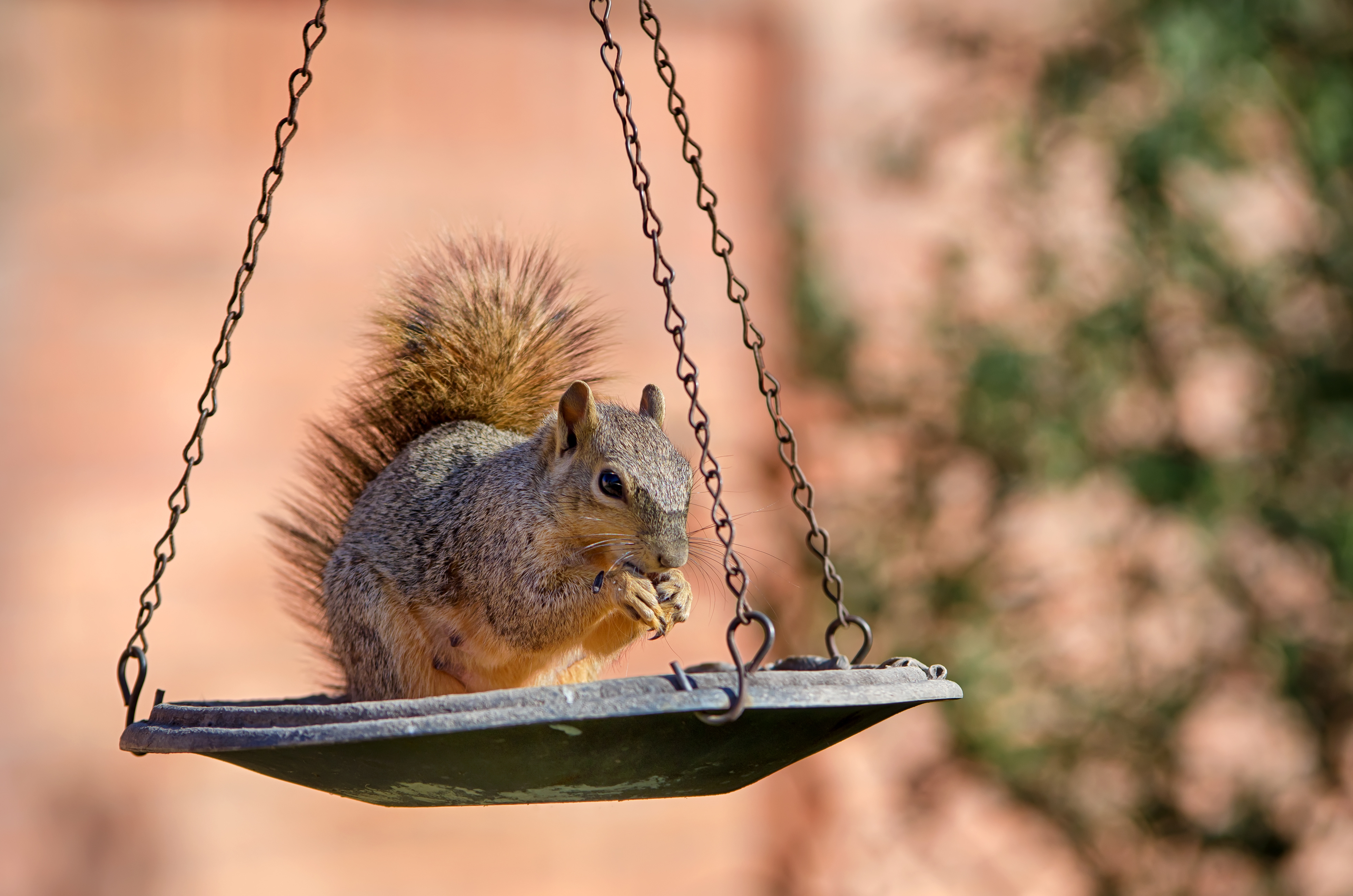 squirrel stopper