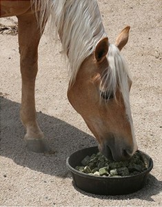 Adobestock_Horse eating pellets_1019251105