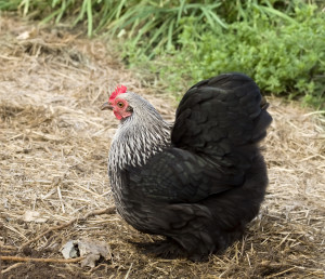 THREE TIPS TO HELP MOLTING CHICKENS
