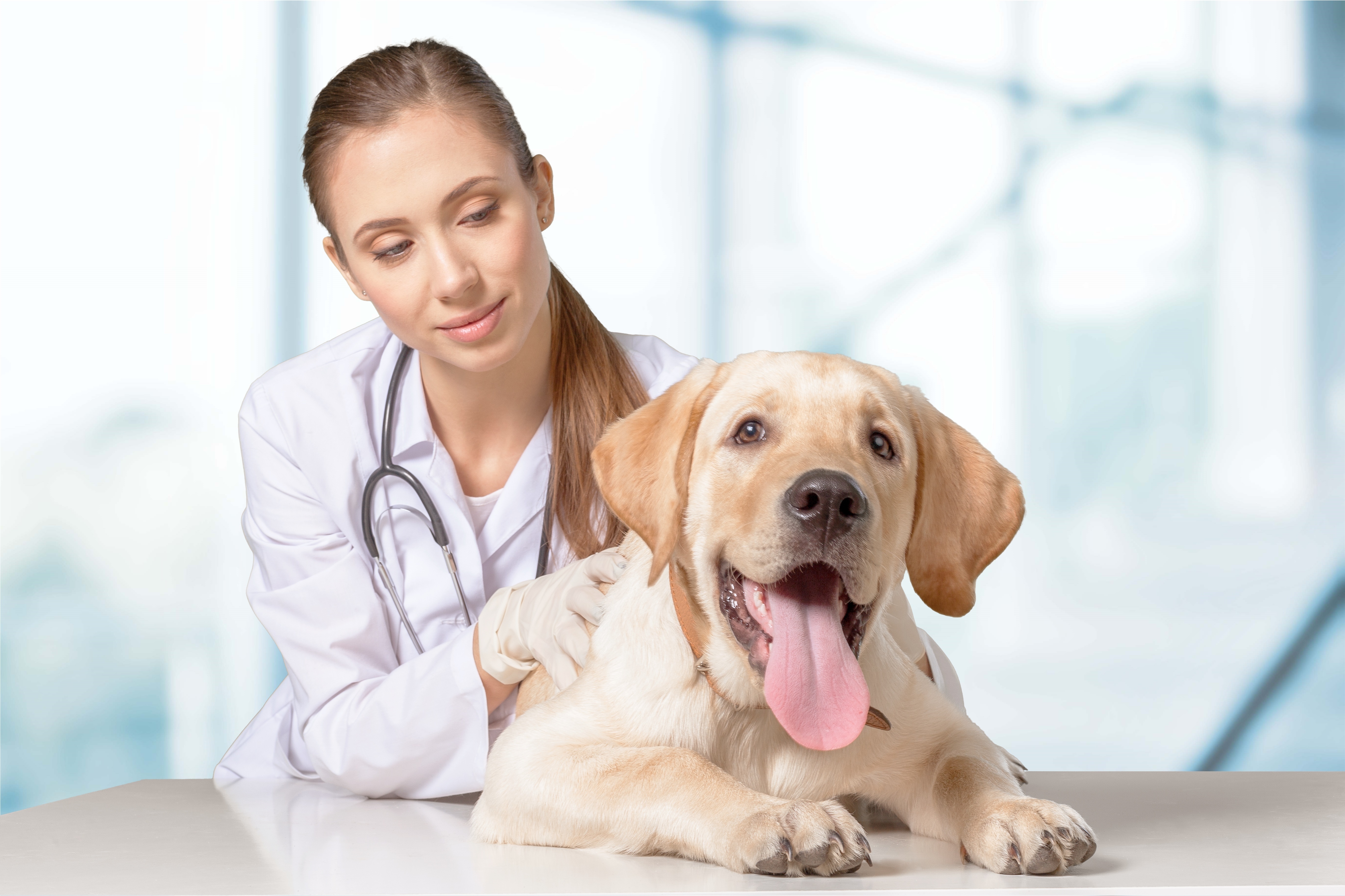 February Petcare Clinics