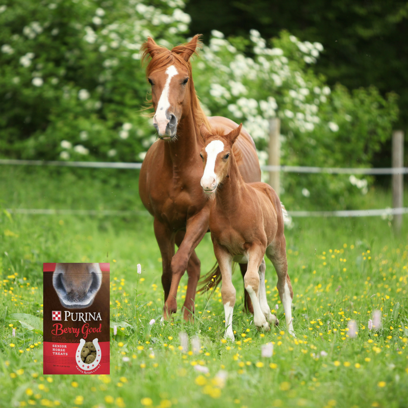 horse treat specials