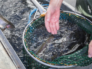 Stock My Pond provides pond Stocking services