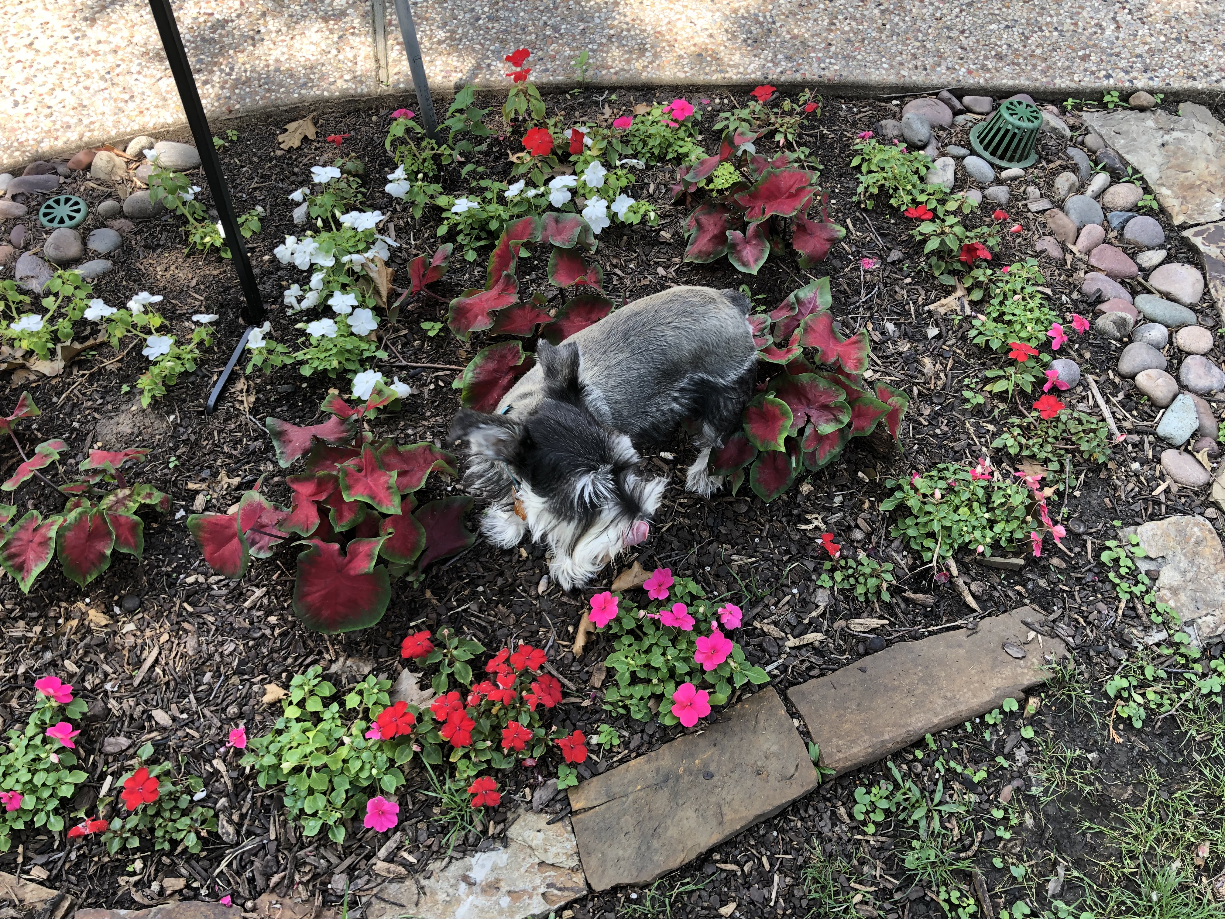 Spring Garden Hazards