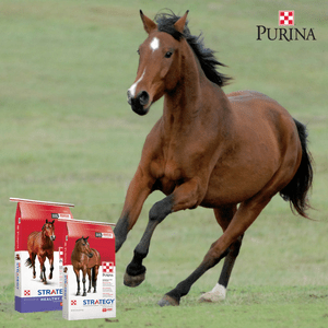 Purina Strategy with Outlast Gastric Support