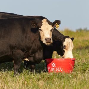Four Cattle Mineral Myths