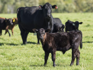calving season preparation