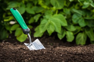 garden tips